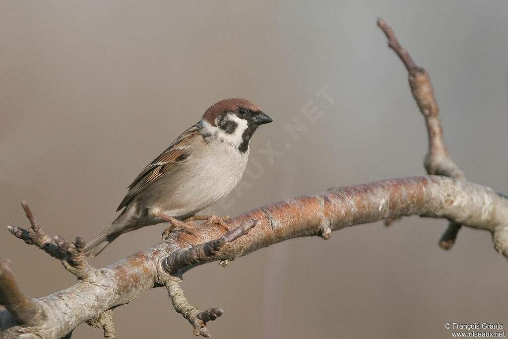 Eurasian Tree Sparrowadult