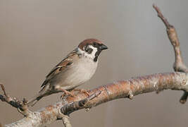 Eurasian Tree Sparrow