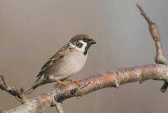 Moineau friquet