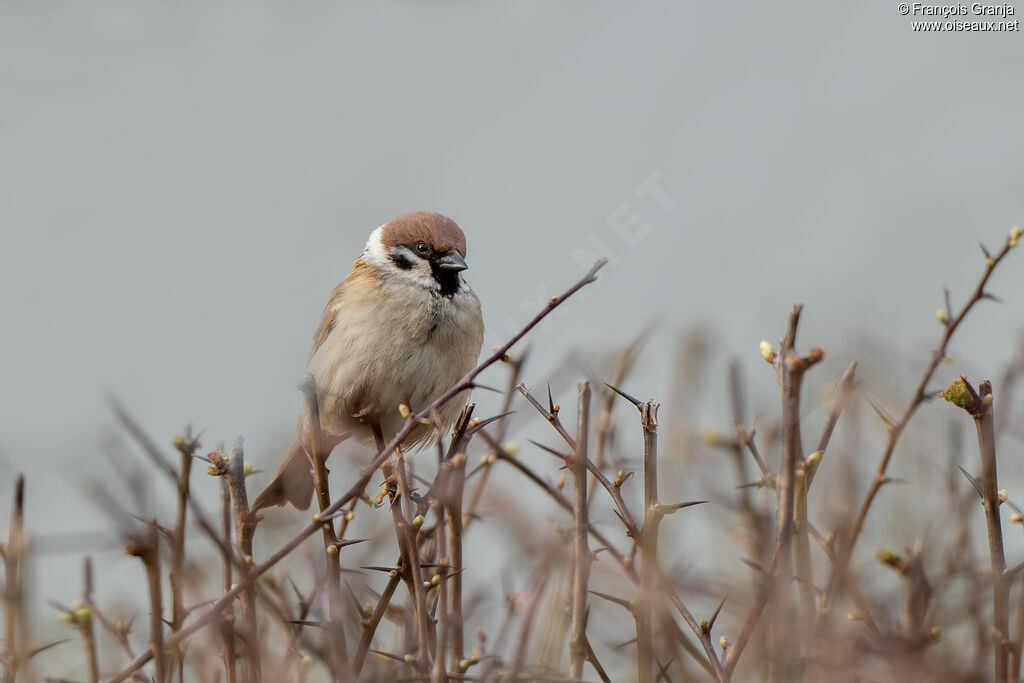 Moineau friquet