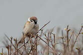 Moineau friquet