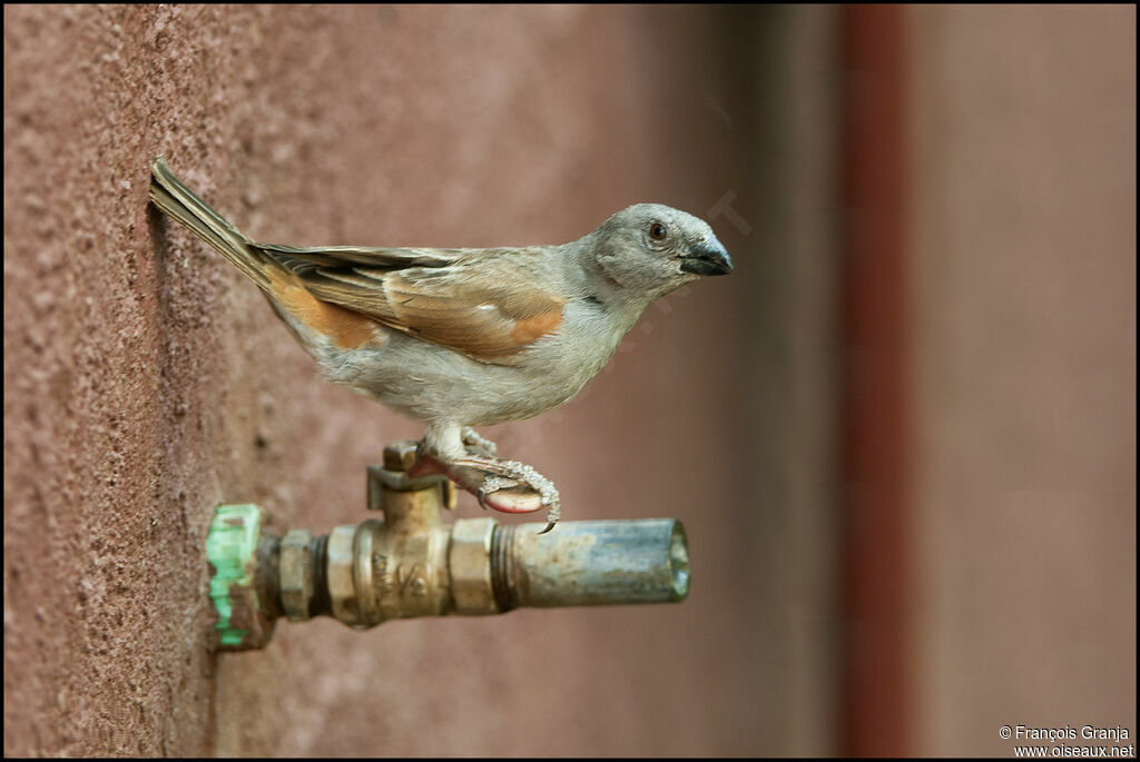 Moineau gris