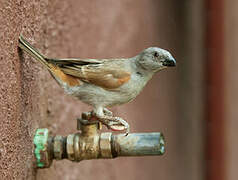 Northern Grey-headed Sparrow