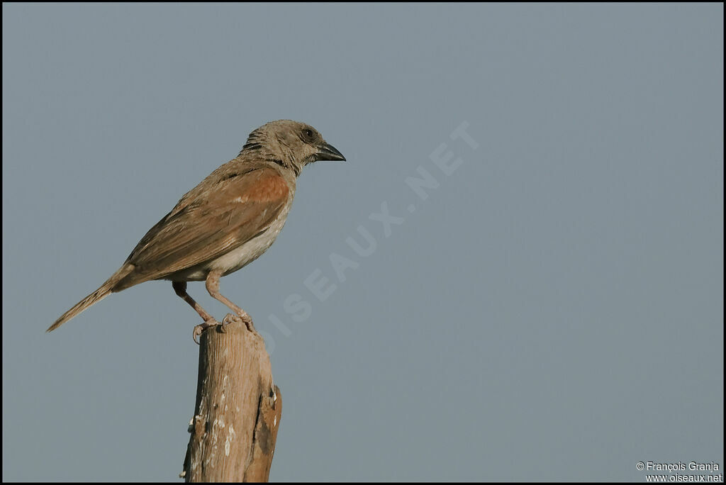 Northern Grey-headed Sparrow