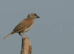 Northern Grey-headed Sparrow