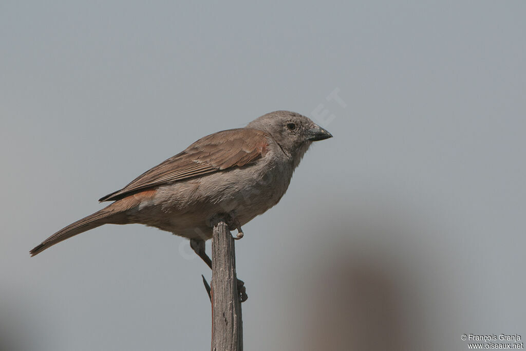 Moineau grisadulte