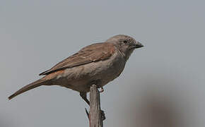 Moineau gris