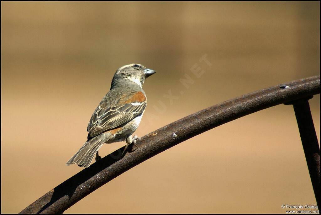 Moineau mélanure femelle adulte