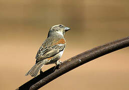 Cape Sparrow