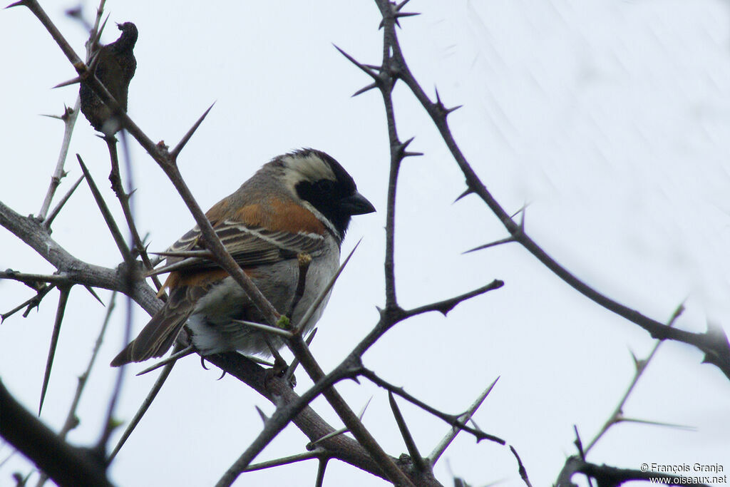 Cape Sparrow male adult