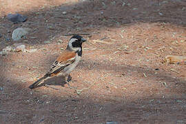 Cape Sparrow