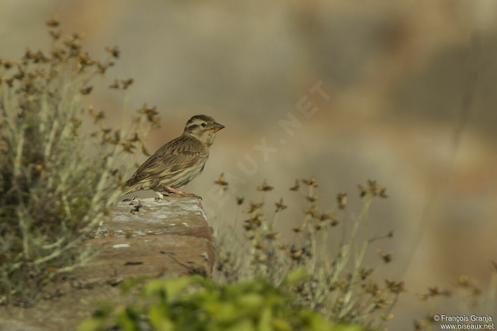 Rock Sparrowadult