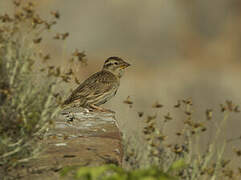 Rock Sparrow