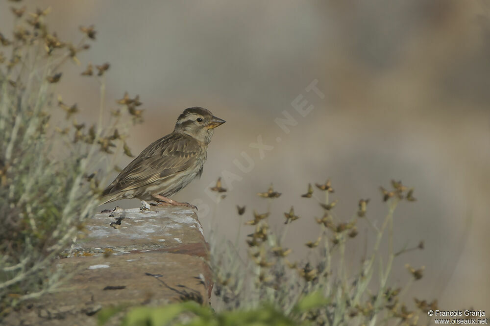 Rock Sparrowadult