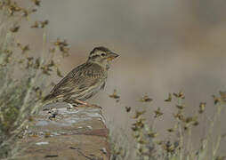 Rock Sparrow