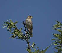 Rock Sparrow