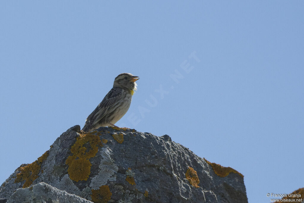 Moineau soulcie