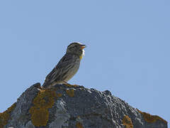 Rock Sparrow