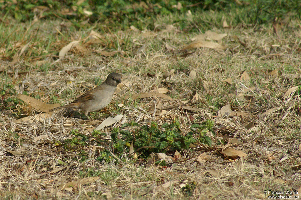 Southern Grey-headed Sparrowadult