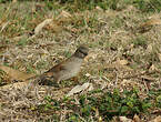 Moineau sud-africain