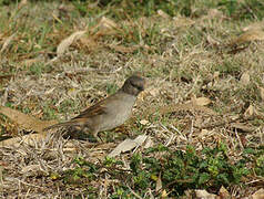 Southern Grey-headed Sparrow