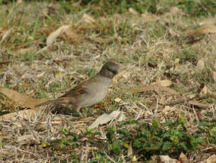Moineau sud-africain