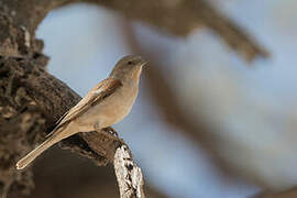 Moineau sud-africain