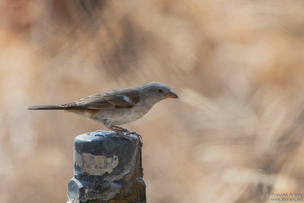 Moineau sud-africain