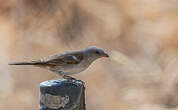 Moineau sud-africain