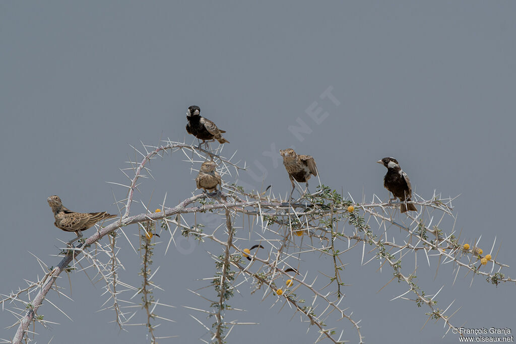 Grey-backed Sparrow-Lark