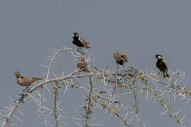 Grey-backed Sparrow-Lark