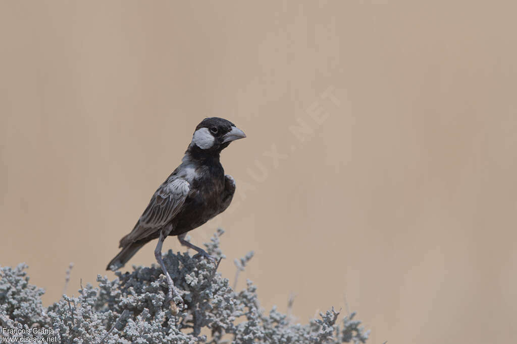 Grey-backed Sparrow-Lark male adult, Behaviour