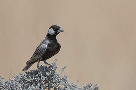 Grey-backed Sparrow-Lark