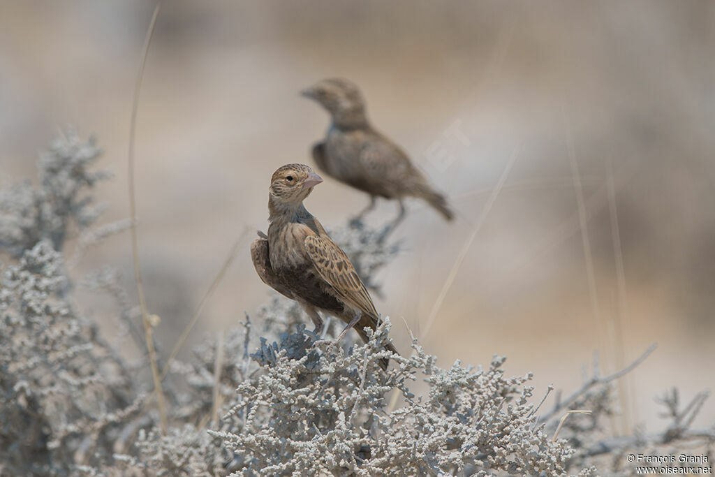 Grey-backed Sparrow-Lark