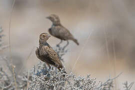 Grey-backed Sparrow-Lark