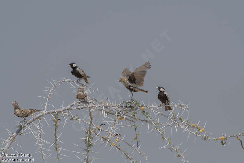 Grey-backed Sparrow-Larkadult, pigmentation, Behaviour