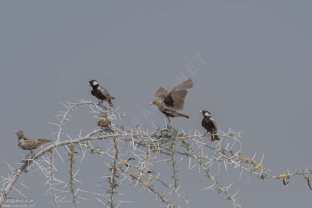 Grey-backed Sparrow-Larkadult, pigmentation, Behaviour