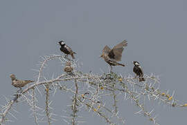 Grey-backed Sparrow-Lark