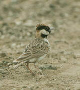 Fischer's Sparrow-Lark