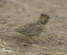 Fischer's Sparrow-Lark