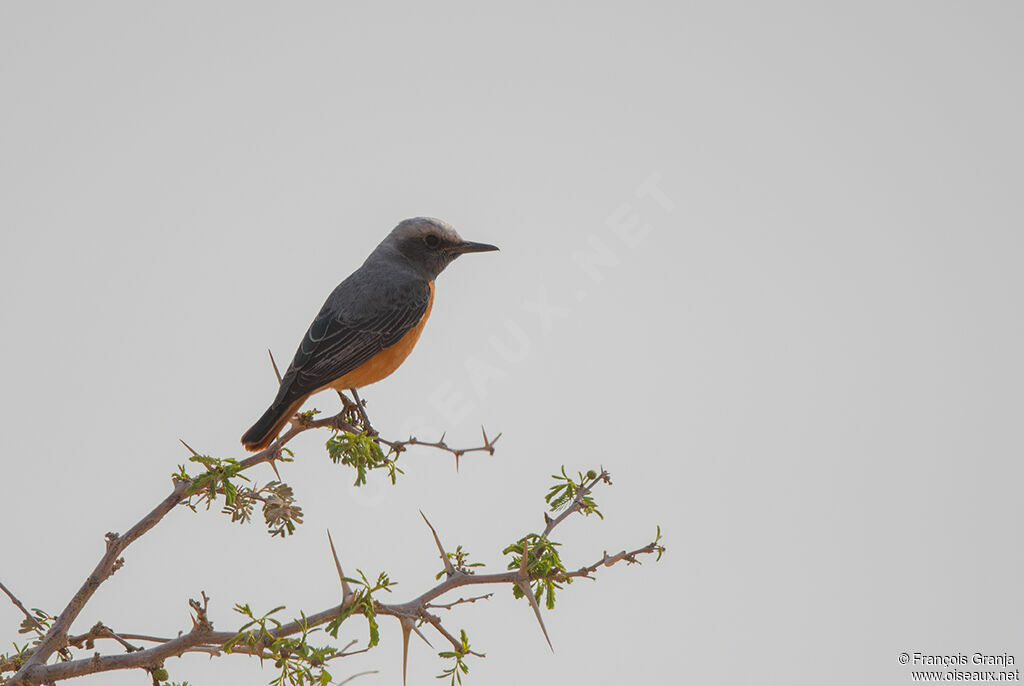 Short-toed Rock Thrush