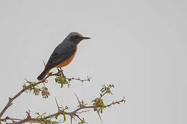 Short-toed Rock Thrush