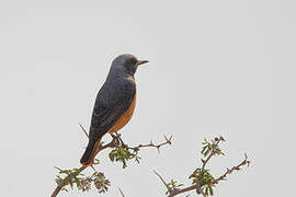 Short-toed Rock Thrush