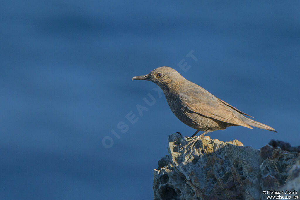 Blue Rock Thrush