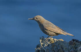 Blue Rock Thrush