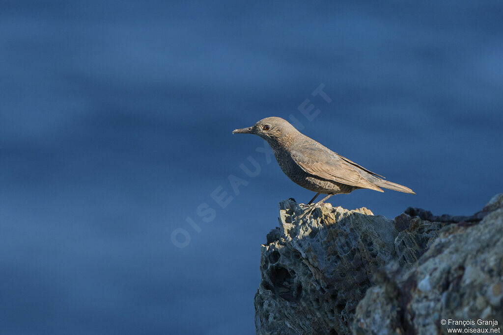 Blue Rock Thrush