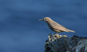 Blue Rock Thrush