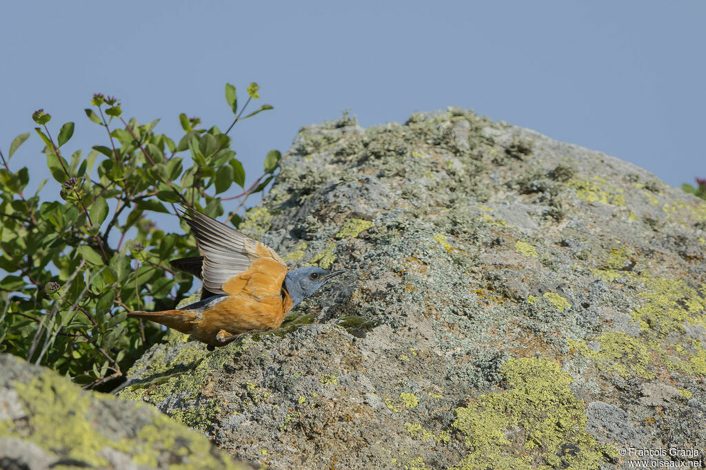 Common Rock Thrush male