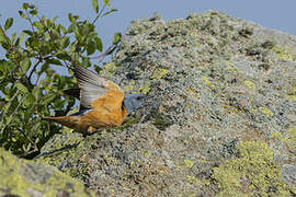 Common Rock Thrush