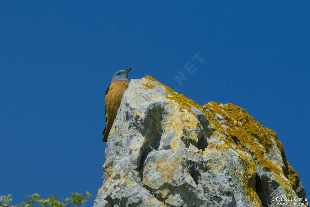 Common Rock Thrush male